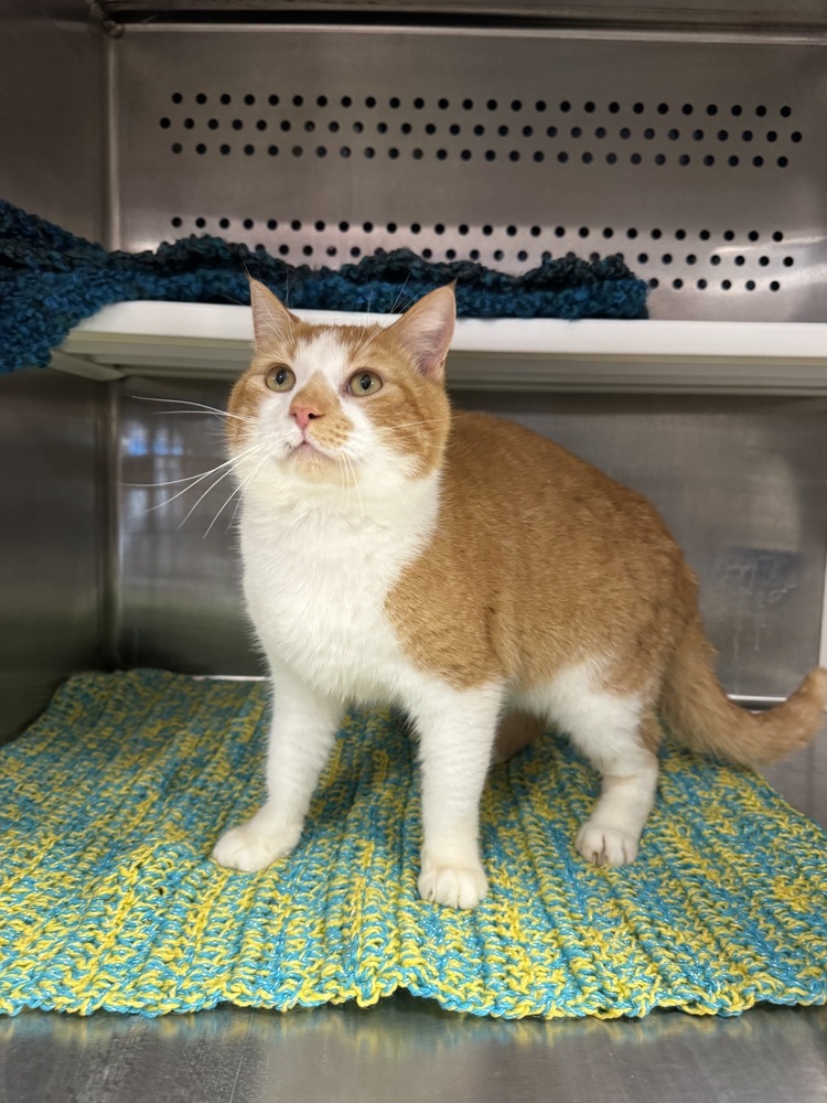 Titan, an adoptable Domestic Short Hair in Troy, AL, 36081 | Photo Image 3