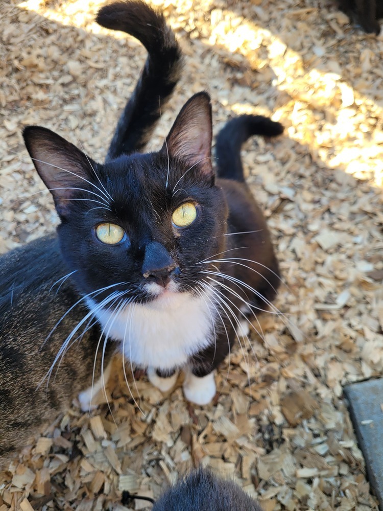 Snuggie, an adoptable Domestic Short Hair in Troy, AL, 36081 | Photo Image 1