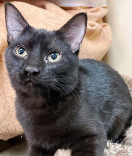 Prometheus, an adoptable Domestic Long Hair in Pagosa Springs, CO, 81147 | Photo Image 1