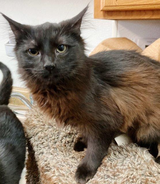 Hestia, an adoptable Domestic Long Hair in Pagosa Springs, CO, 81147 | Photo Image 1