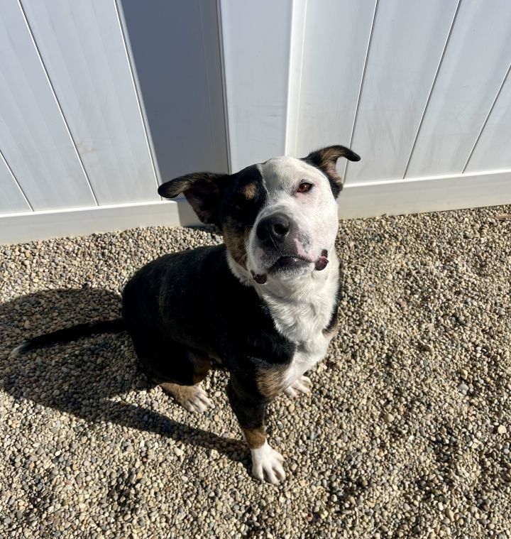 Tyson 2