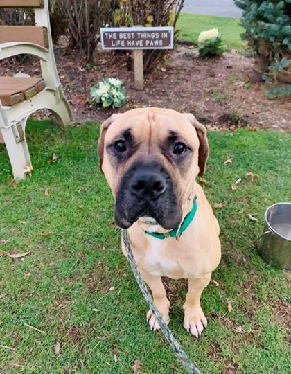 Leo, an adoptable Bullmastiff, Mixed Breed in Wantagh, NY, 11793 | Photo Image 2