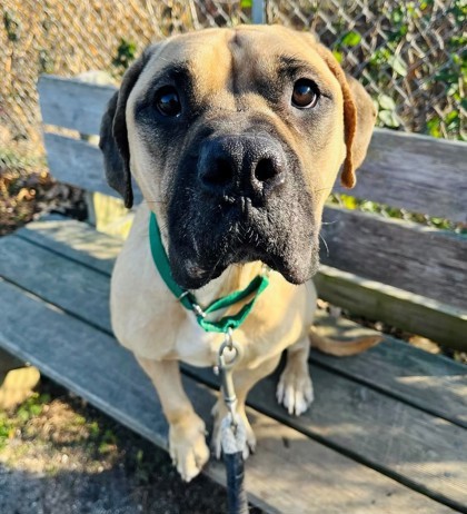 Leo, an adoptable Bullmastiff, Mixed Breed in Wantagh, NY, 11793 | Photo Image 3