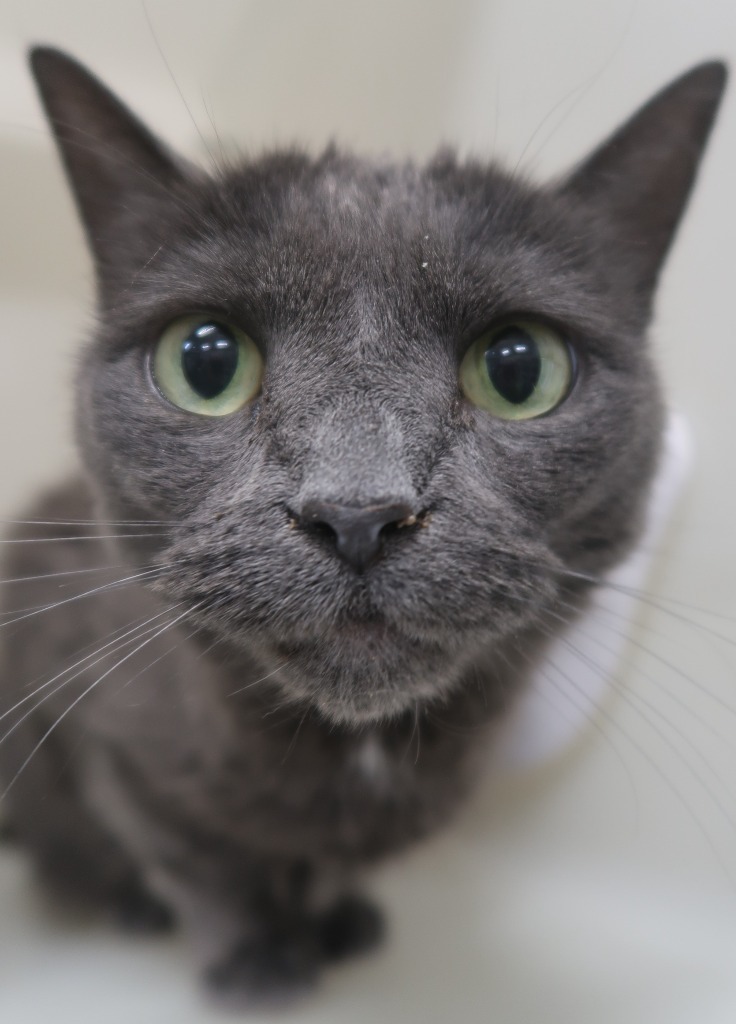 Melvin, an adoptable Domestic Short Hair in Menomonie, WI, 54751 | Photo Image 2