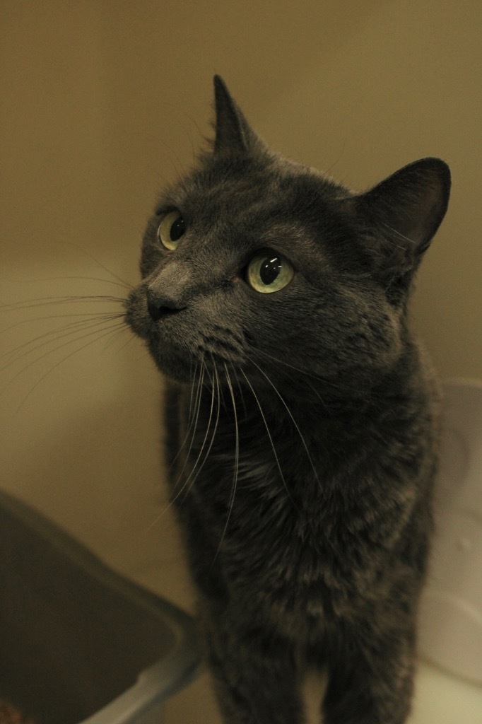Melvin, an adoptable Domestic Short Hair in Menomonie, WI, 54751 | Photo Image 3