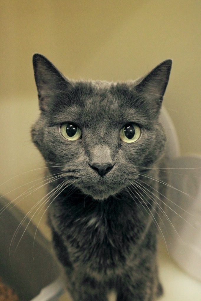Melvin, an adoptable Domestic Short Hair in Menomonie, WI, 54751 | Photo Image 4