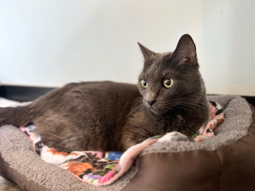 Melvin, an adoptable Domestic Short Hair in Menomonie, WI, 54751 | Photo Image 6
