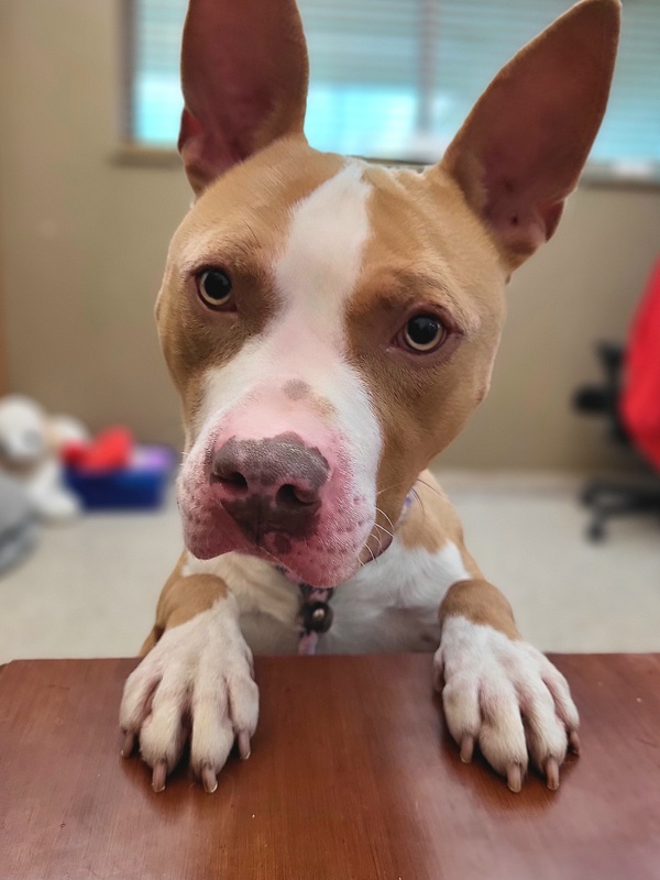 Scooter 42898, an adoptable Pit Bull Terrier in Pocatello, ID, 83205 | Photo Image 1