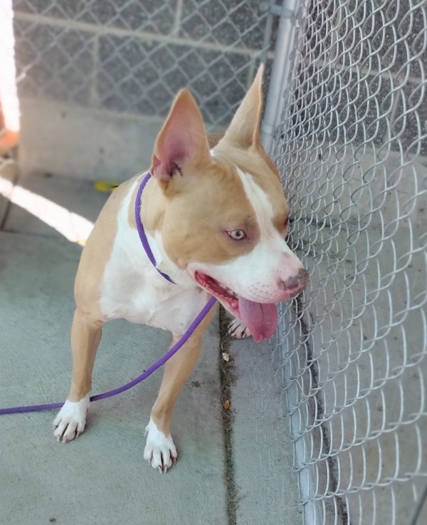 Scooter 42898, an adoptable Pit Bull Terrier in Pocatello, ID, 83205 | Photo Image 2