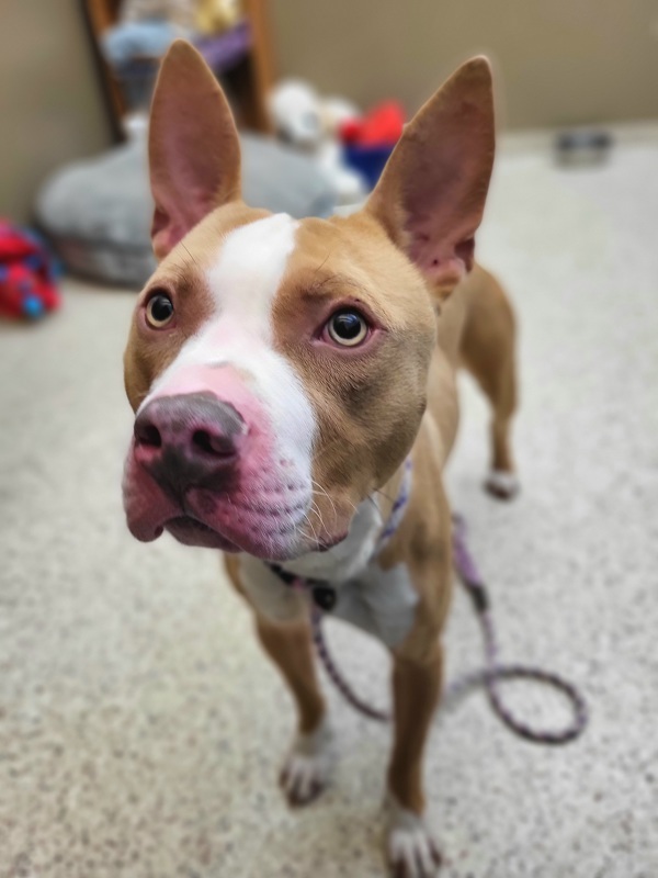 Scooter 42898, an adoptable Pit Bull Terrier in Pocatello, ID, 83205 | Photo Image 2