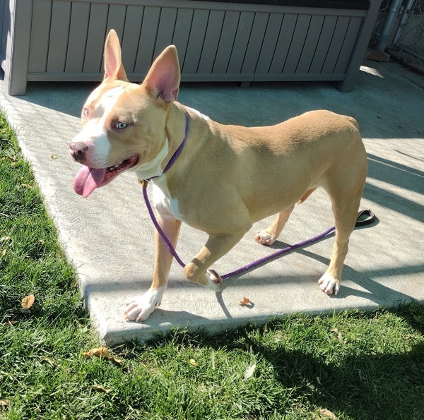 Scooter 42898, an adoptable Pit Bull Terrier in Pocatello, ID, 83205 | Photo Image 3