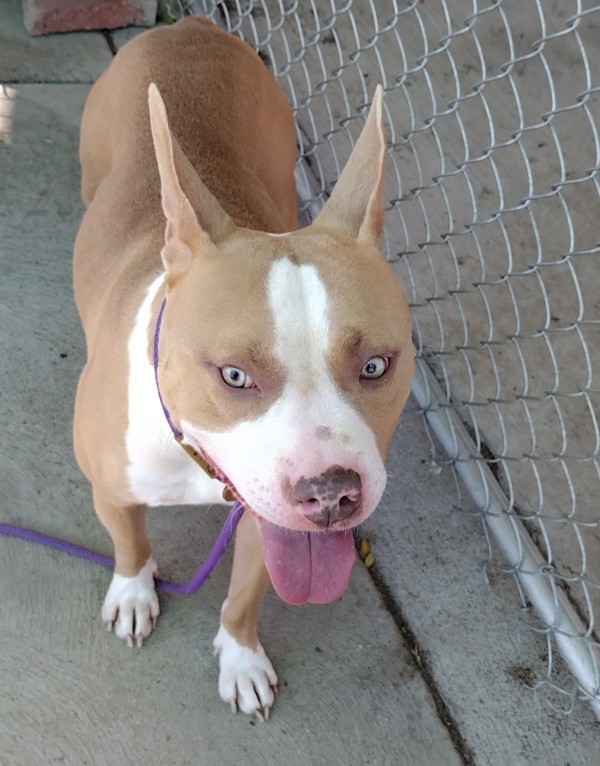 Scooter 42898, an adoptable Pit Bull Terrier in Pocatello, ID, 83205 | Photo Image 3