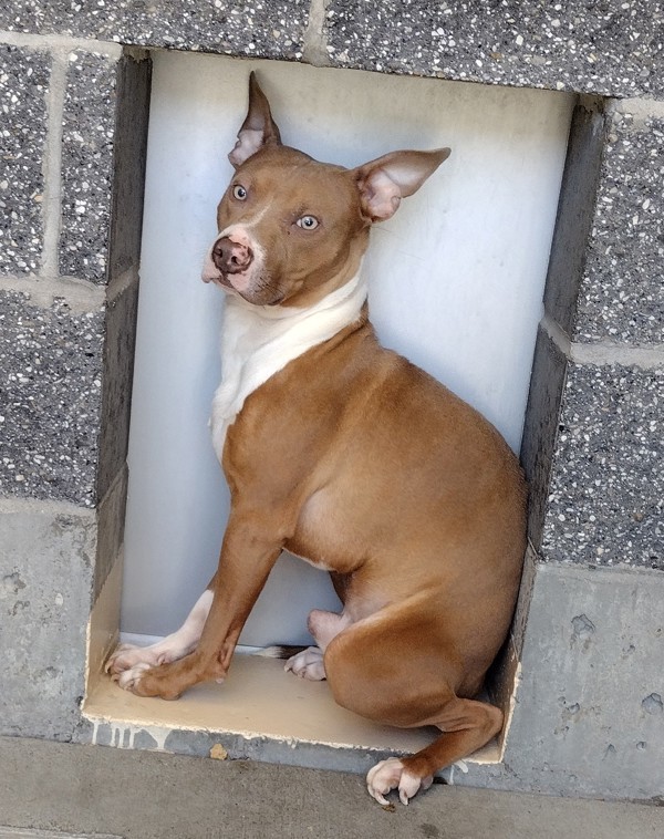 Dobie 42900, an adoptable Pit Bull Terrier in Pocatello, ID, 83205 | Photo Image 1