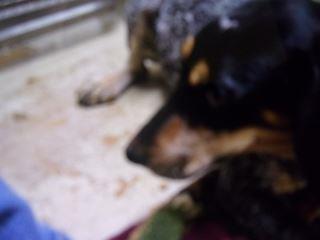 Annie 1
