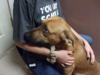 Dozer