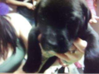 Mack