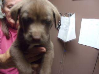 Roxie
