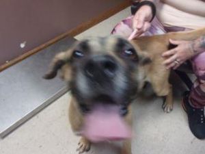 Fred, Adult Male Mixed Breed