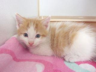 Loki