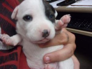 Pluto, Baby Female Mixed Breed