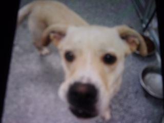 Darla