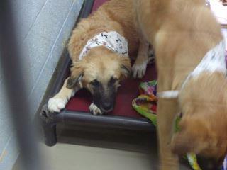 Macy