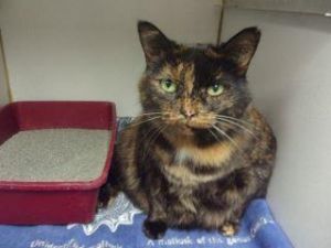 Athena, Adult Female Domestic Short Hair