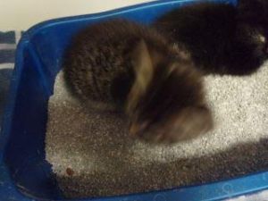 Joann, Baby Female Domestic Short Hair