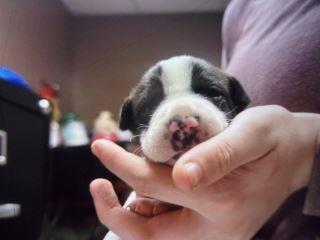 Clarabelle