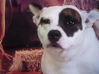 Willow