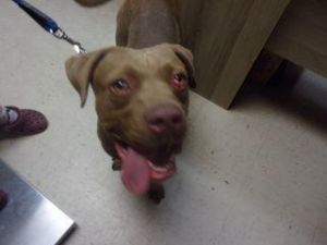 Brock, Adult Male Mixed Breed