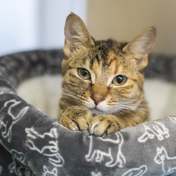 Nori, an adoptable Domestic Short Hair in Kennewick, WA, 99336 | Photo Image 1