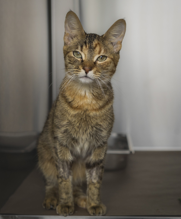 Nori, an adoptable Domestic Short Hair in Kennewick, WA, 99336 | Photo Image 3