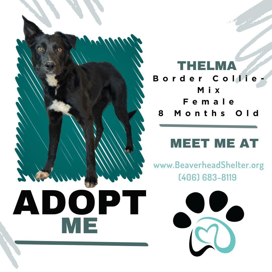 Thelma, an adoptable Border Collie, Mixed Breed in Dillon, MT, 59725 | Photo Image 1