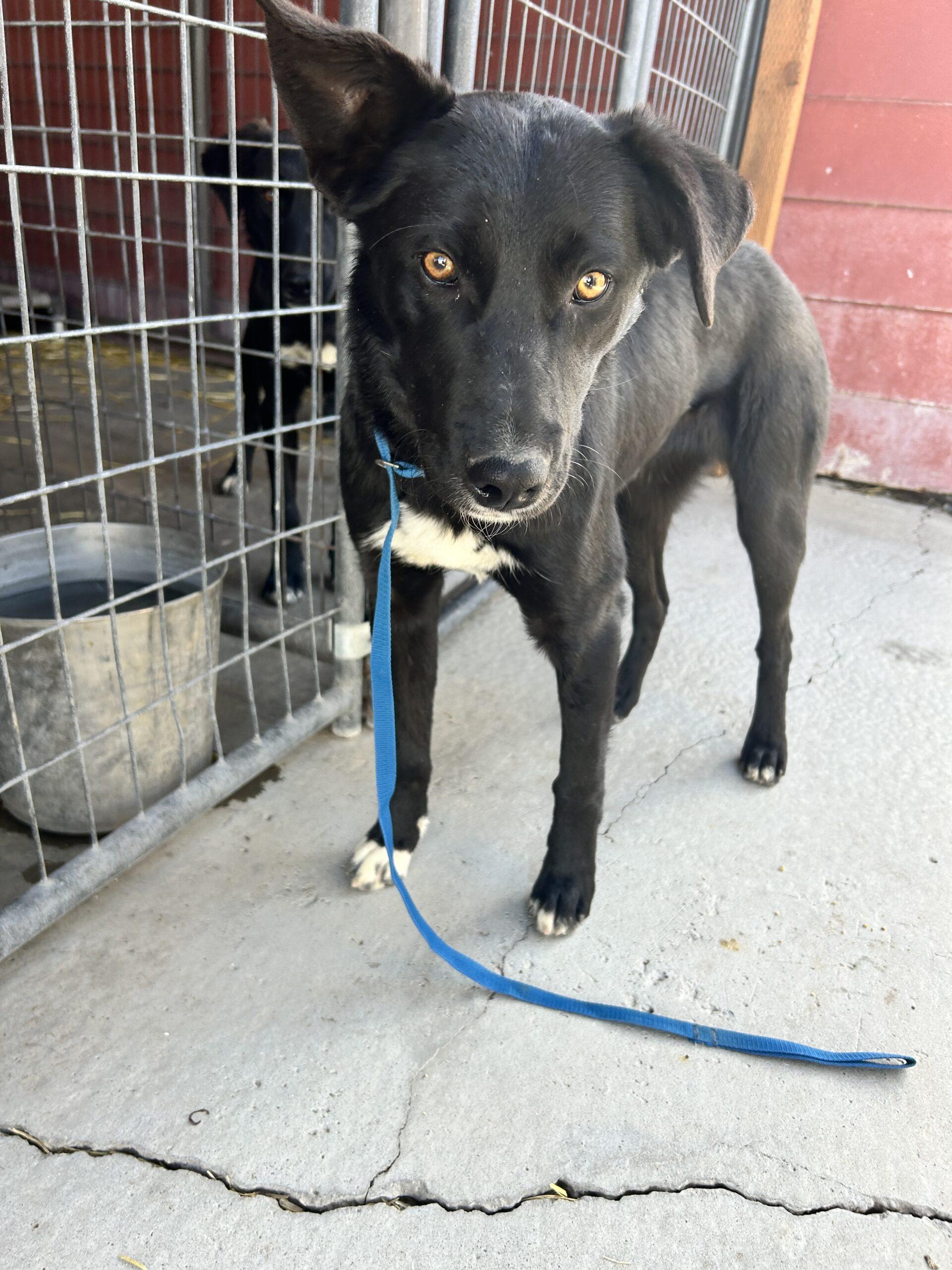 Louise, an adoptable Border Collie, Mixed Breed in Dillon, MT, 59725 | Photo Image 1