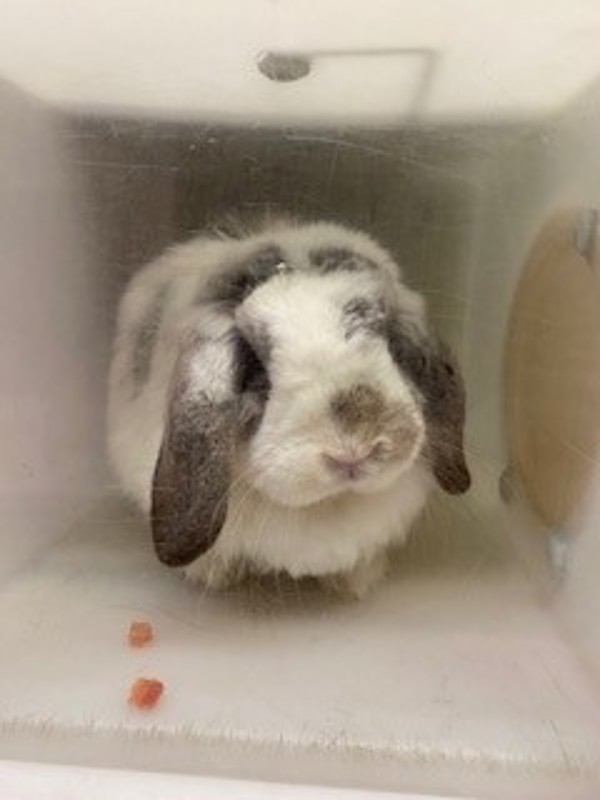 Rabbit for adoption Flopsy, a Holland Lop Mix in Winnipeg, MB Petfinder