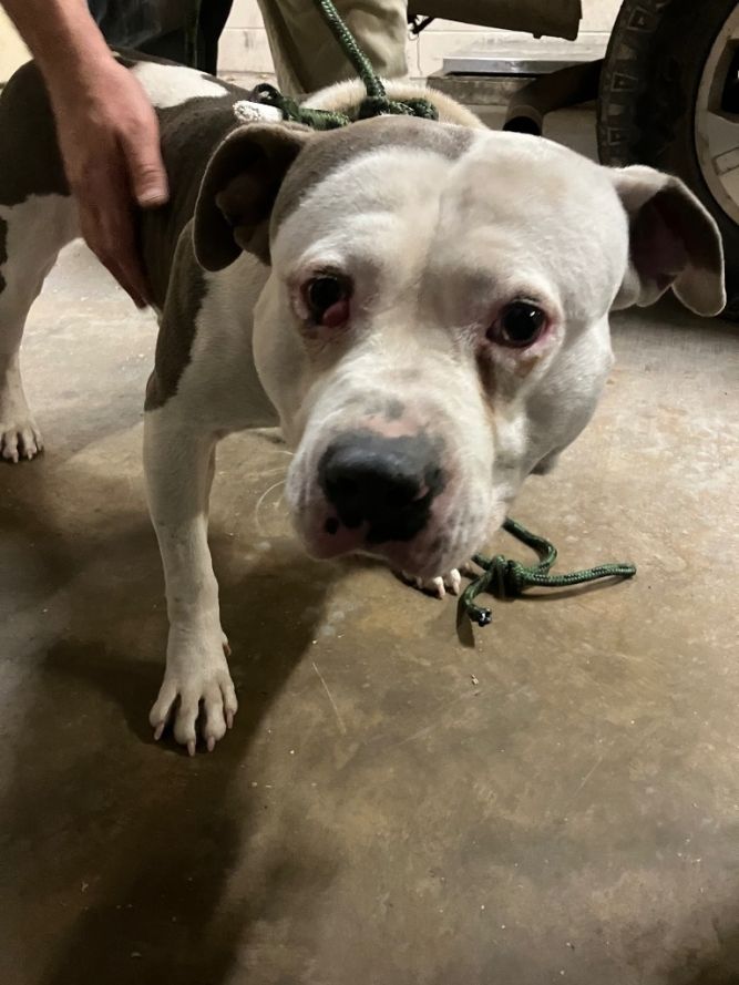 Dog for adoption Bowser, a Staffordshire Bull Terrier in Hot Springs