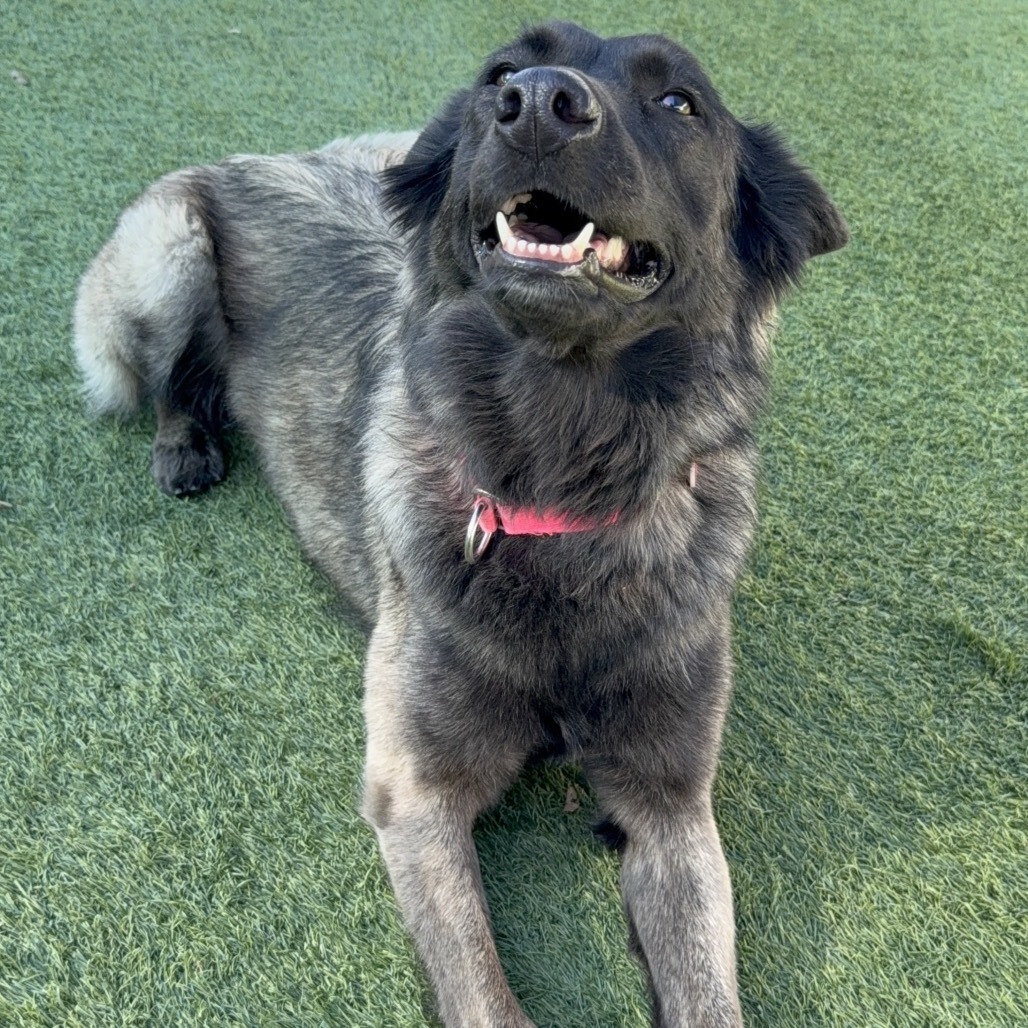 Fiona A2074161