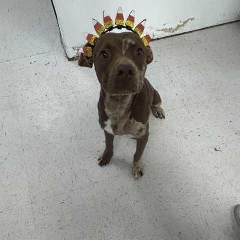 Ghost, an adoptable Catahoula Leopard Dog in Garden City, KS, 67846 | Photo Image 1