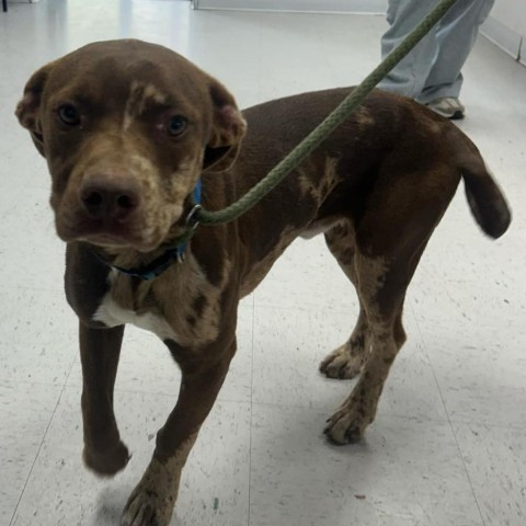 Ghost, an adoptable Catahoula Leopard Dog in Garden City, KS, 67846 | Photo Image 2