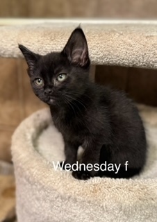 wednesday, an adoptable Domestic Short Hair in Bend, OR, 97701 | Photo Image 1