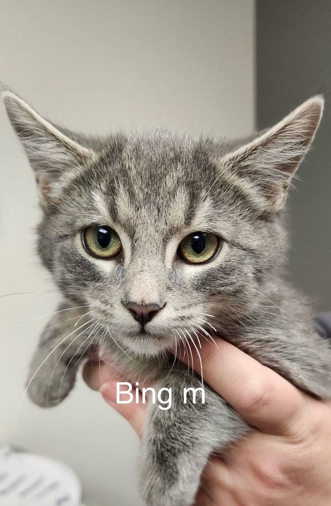 Bing, an adoptable Domestic Short Hair in Bend, OR, 97701 | Photo Image 1