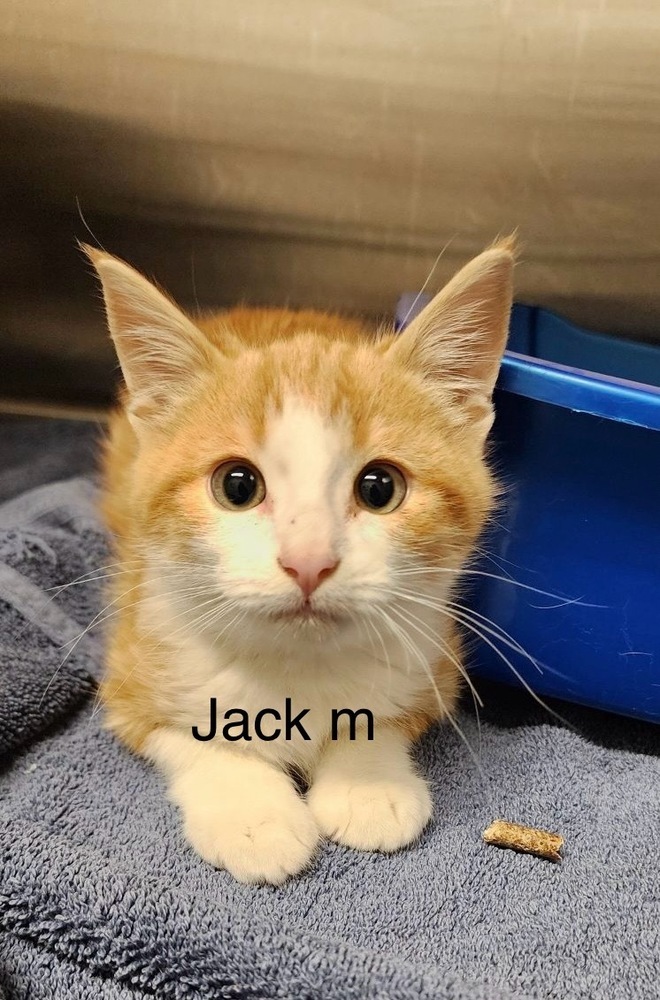 Jack, an adoptable Domestic Short Hair in Bend, OR, 97701 | Photo Image 1