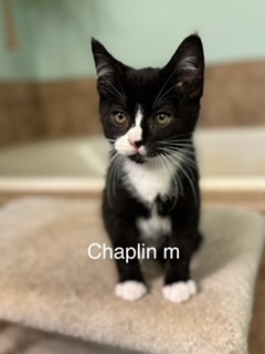 Chaplin, an adoptable Domestic Short Hair in Bend, OR, 97701 | Photo Image 1