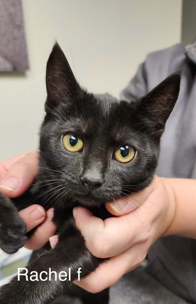 Rachel, an adoptable Domestic Short Hair in Bend, OR, 97701 | Photo Image 1