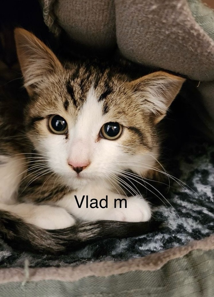 Vlad, an adoptable Domestic Short Hair in Bend, OR, 97701 | Photo Image 1