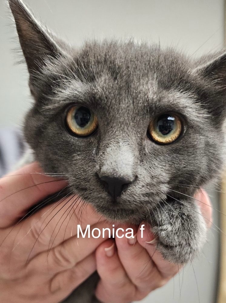 Monica, an adoptable Domestic Short Hair in Bend, OR, 97701 | Photo Image 1