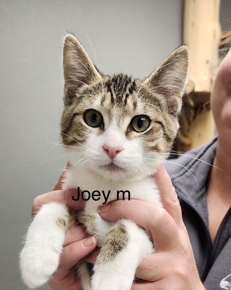 Joey, an adoptable Domestic Short Hair in Bend, OR, 97701 | Photo Image 1