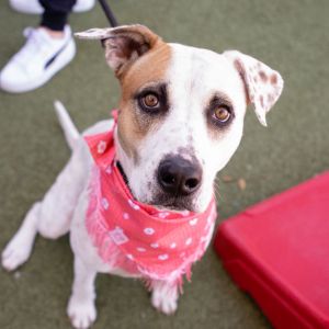 Noah (Nikki), Adult Female unknown