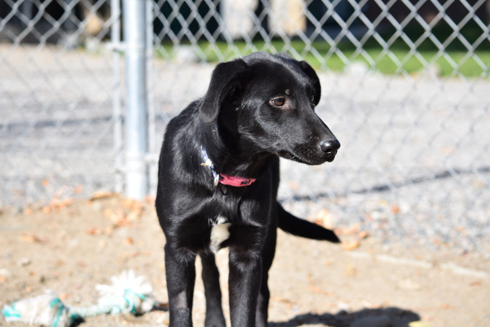 Ops, an adoptable Labrador Retriever, Aussiedoodle in Salmon, ID, 83467 | Photo Image 1